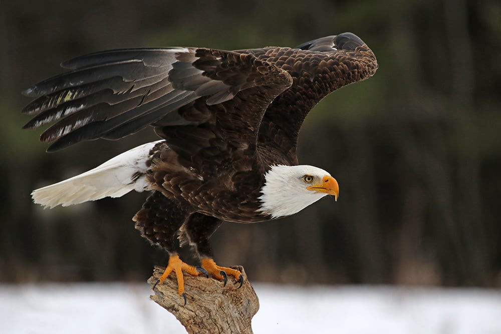 Bald Eagle Watching